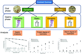 Graphical abstract: Starch and protein hydrolysis in cooked quinoa (Chenopodium quinoa Willd.) during static and dynamic in vitro oral and gastric digestion