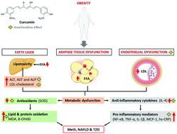 Graphical abstract: Curcumin supplementation improves biomarkers of oxidative stress and inflammation in conditions of obesity, type 2 diabetes and NAFLD: updating the status of clinical evidence