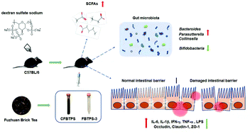 Graphical abstract: Anti-inflammatory and gut microbiota modulatory effects of polysaccharides from Fuzhuan brick tea on colitis in mice induced by dextran sulfate sodium