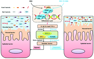 Graphical abstract: Polysaccharides from Sargassum fusiforme after UV/H2O2 degradation effectively ameliorate dextran sulfate sodium-induced colitis