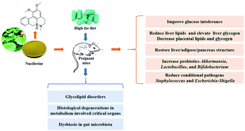 Graphical abstract: Nuciferine administration in C57BL/6J mice with gestational diabetes mellitus induced by a high-fat diet: the improvement of glycolipid disorders and intestinal dysbacteriosis