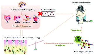 Graphical abstract: Strategies for circadian rhythm disturbances and related psychiatric disorders: a new cue based on plant polysaccharides and intestinal microbiota