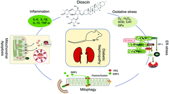 Graphical abstract: Dioscin relieves diabetic nephropathy via suppressing oxidative stress and apoptosis, and improving mitochondrial quality and quantity control