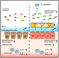 Graphical abstract: Saccharomyces boulardii alleviates DSS-induced intestinal barrier dysfunction and inflammation in humanized mice