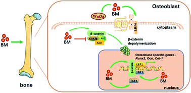 Graphical abstract: Bergamottin promotes osteoblast differentiation and bone formation via activating the Wnt/β-catenin signaling pathway