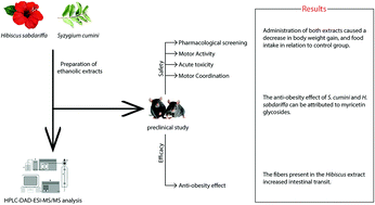 Graphical abstract: Phytochemistry profile of rosella and jambolan extracts and the therapeutic effects on obesity