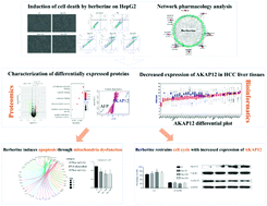 Graphical abstract: Antiproliferative activity of berberine in HepG2 cells via inducing apoptosis and arresting cell cycle