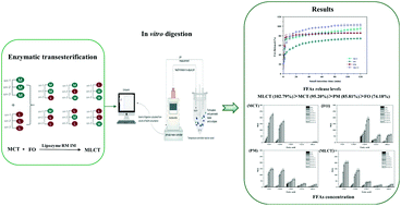 Graphical abstract: The enzymatic synthesis of EPA-rich medium- and long-chain triacylglycerol improves the digestion behavior of MCFA and EPA: evidence on in vitro digestion