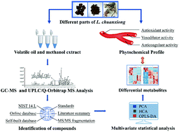 Graphical abstract: A comprehensive investigation on the chemical diversity and efficacy of different parts of Ligusticum chuanxiong
