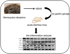 Graphical abstract: Effects of Nemacystus decipiens polysaccharide on mice with antibiotic associated diarrhea and colon inflammation