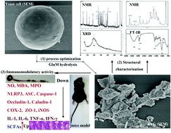 Graphical abstract: Yeast β-1,3-glucan production by an outer membrane β-1,6-glucanase: process optimization, structural characterization and immunomodulatory activity