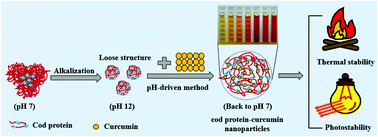 Graphical abstract: Mechanism of enhancing the water-solubility and stability of curcumin by using self-assembled cod protein nanoparticles at an alkaline pH