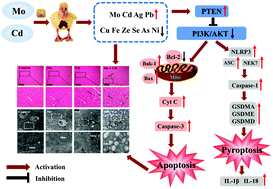 Graphical abstract: Cadmium and molybdenum co-induce pyroptosis and apoptosis via the PTEN/PI3K/AKT axis in the livers of Shaoxing ducks (Anas platyrhynchos)