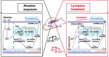 Graphical abstract: Lycopene ameliorates atrazine-induced pyroptosis in spleen by suppressing the Ox-mtDNA/Nlrp3 inflammasome pathway