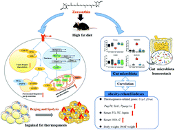 Graphical abstract: Zeaxanthin ameliorates obesity by activating the β3-adrenergic receptor to stimulate inguinal fat thermogenesis and modulating the gut microbiota