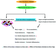Graphical abstract: The differential modulatory effects of Eurotium cristatum on the gut microbiota of obese dogs and mice are associated with improvements in metabolic disturbances