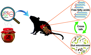 Graphical abstract: Crosstalk between gut microbiota and host lipid metabolism in a mouse model of alcoholic liver injury by chronic baijiu or ethanol feeding