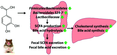 Graphical abstract: Cholesterol-lowering activity of protocatechuic acid is mediated by increasing the excretion of bile acids and modulating gut microbiota and producing short-chain fatty acids