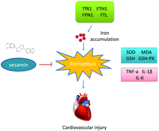 Graphical abstract: Sesamin attenuates PM2.5-induced cardiovascular injury by inhibiting ferroptosis in rats