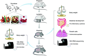 Graphical abstract: Maternal sucralose exposure induces Paneth cell defects and exacerbates gut dysbiosis of progeny mice