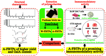 Graphical abstract: Comparison of water- and alkali-extracted polysaccharides from Fuzhuan brick tea and their immunomodulatory effects in vitro and in vivo