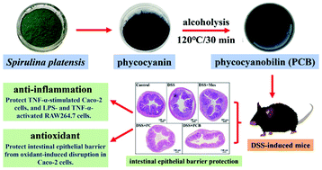 Graphical abstract: Phycocyanin ameliorates mouse colitis via phycocyanobilin-dependent antioxidant and anti-inflammatory protection of the intestinal epithelial barrier
