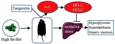 Graphical abstract: Tangeretin improves hepatic steatosis and oxidative stress through the Nrf2 pathway in high fat diet-induced nonalcoholic fatty liver disease mice