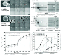 Graphical abstract: Exploring in vitro release and digestion of commercial DHA microcapsules from algae oil and tuna oil with whey protein and casein as wall materials