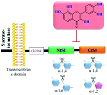 Graphical abstract: Inhibitory activity of flavonoids against human sucrase-isomaltase (α-glucosidase) activity in a Caco-2/TC7 cellular model