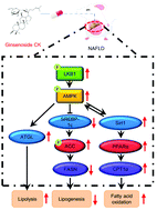 Graphical abstract: Ginsenoside CK ameliorates hepatic lipid accumulation via activating the LKB1/AMPK pathway in vitro and in vivo