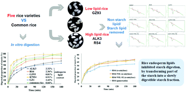 Graphical abstract: Rice varieties with a high endosperm lipid content have reduced starch digestibility and increased γ-oryzanol bioaccessibility