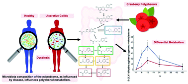 Graphical abstract: Ulcerative colitis results in differential metabolism of cranberry polyphenols by the colon microbiome in vitro