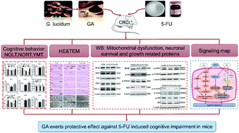 Graphical abstract: Ganoderic acid improves 5-fluorouracil-induced cognitive dysfunction in mice