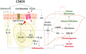 Graphical abstract: Manno-oligosaccharides from cassia seed gum ameliorate inflammation and improve glucose metabolism in diabetic rats