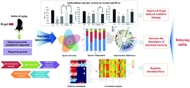 Graphical abstract: Potential effects of mung bean protein and a mung bean protein–polyphenol complex on oxidative stress levels and intestinal microflora in aging mice