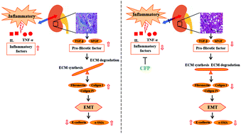 Graphical abstract: Fucoidans from Cucumaria frondosa ameliorate renal interstitial fibrosis via inhibition of the PI3K/Akt/NF-κB signaling pathway