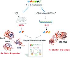 Graphical abstract: Protective effects of Bacteroides fragilis against lipopolysaccharide-induced systemic inflammation and their potential functional genes