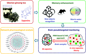 Graphical abstract: Memory enhancement effect of saponins from Eleutherococcus senticosus leaves and blood–brain barrier-permeated saponins profiling using a pseudotargeted monitoring strategy