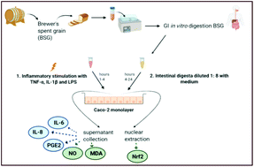 Graphical abstract: Potential health effects of brewers’ spent grain as a functional food ingredient assessed by markers of oxidative stress and inflammation following gastro-intestinal digestion and in a cell model of the small intestine