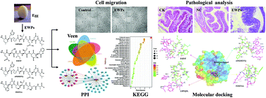 Graphical abstract: In vivo and in silico studies on the mechanisms of egg white peptides in relieving acute colitis symptoms