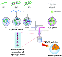 Graphical abstract: Sodium alginate/soybean protein–epigallocatechin-3-gallate conjugate hydrogel beads: evaluation of structural, physical, and functional properties