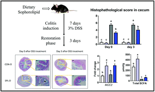 Graphical abstract: Protective and restorative effects of sophorolipid on intestinal dystrophy in dextran sulfate sodium-induced colitis mouse model