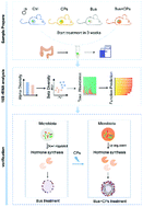 Graphical abstract: Chestnut polysaccharides restore impaired spermatogenesis by adjusting gut microbiota and the intestinal structure