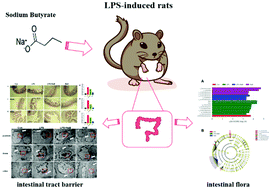 Graphical abstract: Sodium butyrate alleviates intestinal injury and microbial flora disturbance induced by lipopolysaccharides in rats
