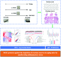 Graphical abstract: Mogroside-rich extract from Siraitia grosvenorii fruits protects against the depletion of ovarian reserves in aging mice by ameliorating inflammatory stress