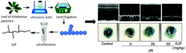 Graphical abstract: A functional polysaccharide from Eriobotrya japonica relieves myocardial ischemia injury via anti-oxidative and anti-inflammatory effects