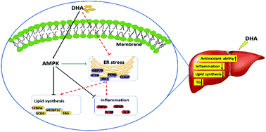 Graphical abstract: Docosahexaenoic acid lessens hepatic lipid accumulation and inflammation via the AMP-activated protein kinase and endoplasmic reticulum stress signaling pathways in grass carp (Ctenopharyngodon idella)