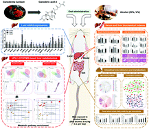 Graphical abstract: Ganoderic acid A from Ganoderma lucidum protects against alcoholic liver injury through ameliorating the lipid metabolism and modulating the intestinal microbial composition