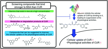 Graphical abstract: The inhibition of interaction with serum albumin enhances the physiological activity of curcumin by increasing its cellular uptake
