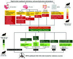 Graphical abstract: Age-dependent effects of a high-fat diet combined with dietary advanced glycation end products on cognitive function and protection with voluntary exercise